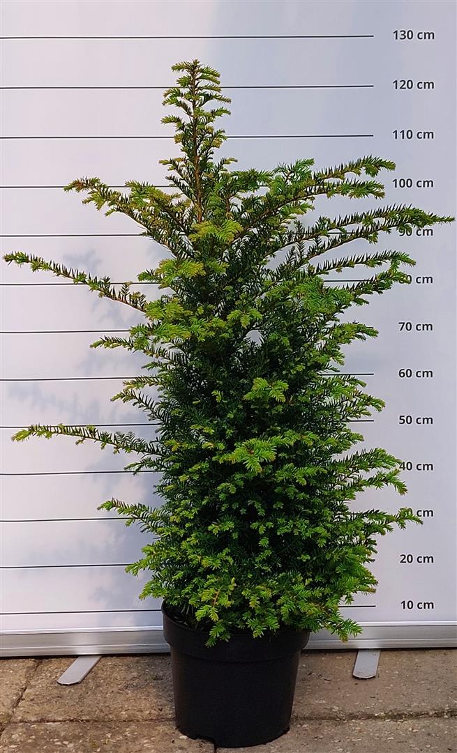 Idegran baccata - C10 80-100 CM