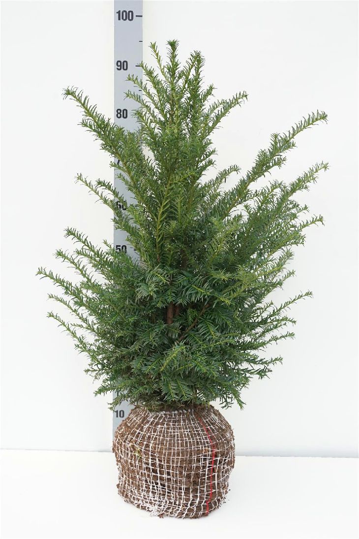 Idegran baccata - 60-80 CM RB