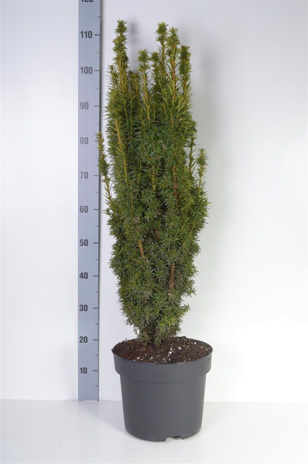 Taxus baccata &