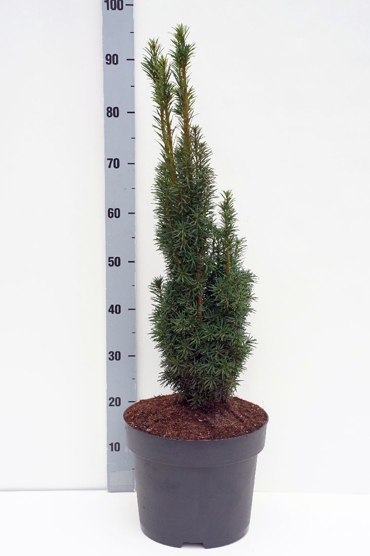 Taxus baccata &