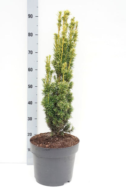 Taxus b. &