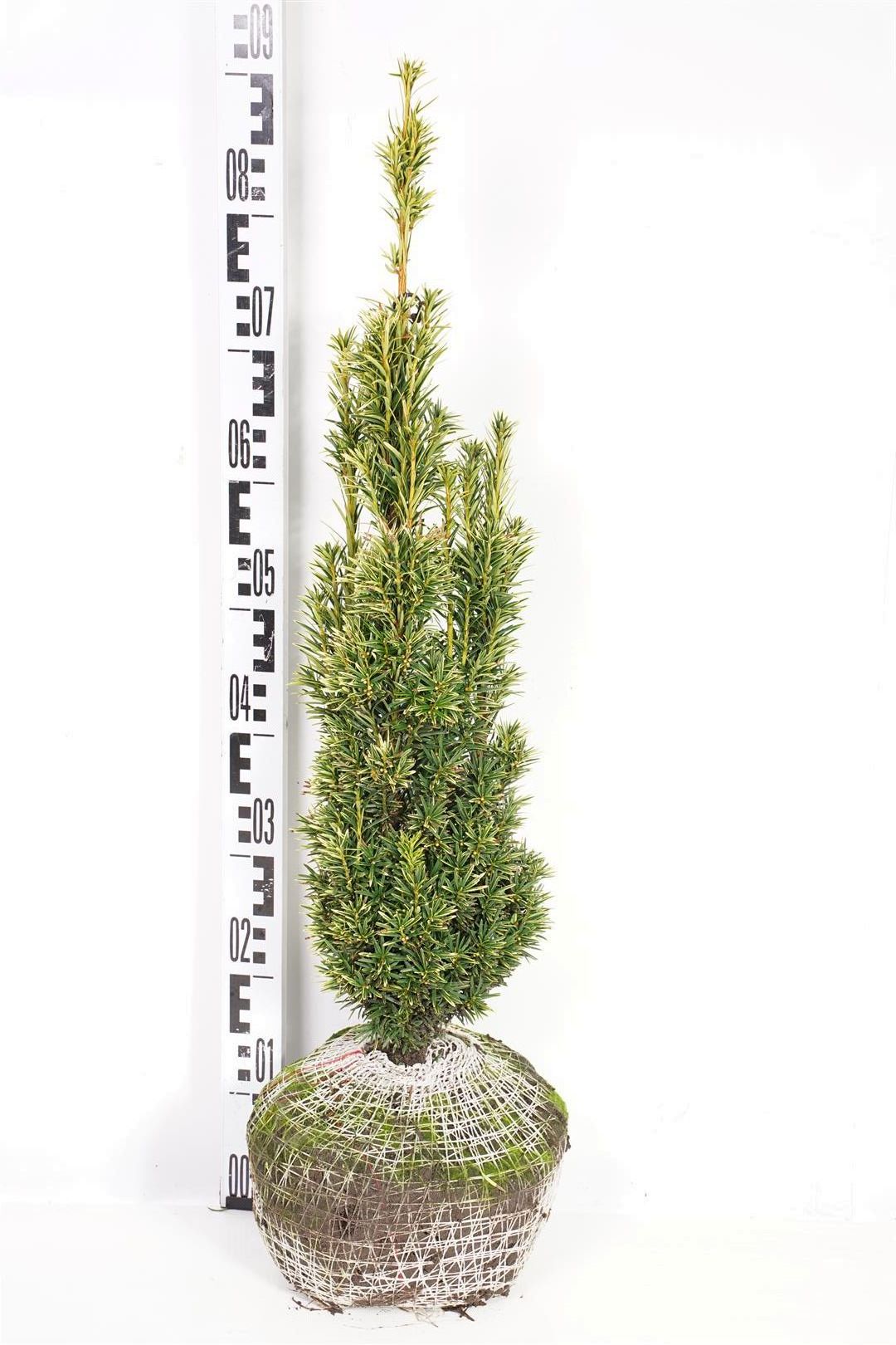 Taxus b. &