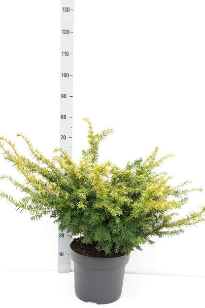 Taxus baccata &