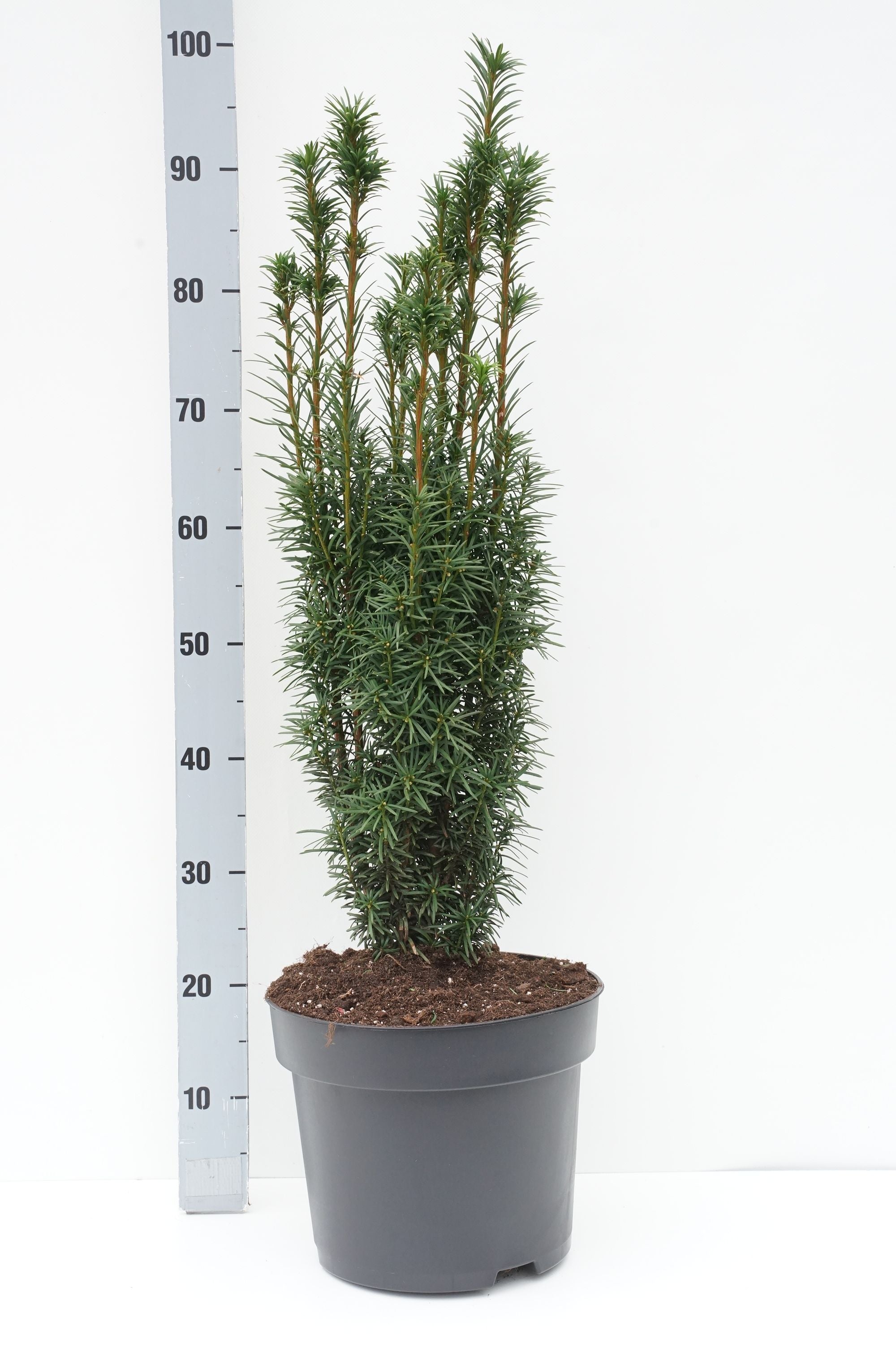 Taxus baccata &