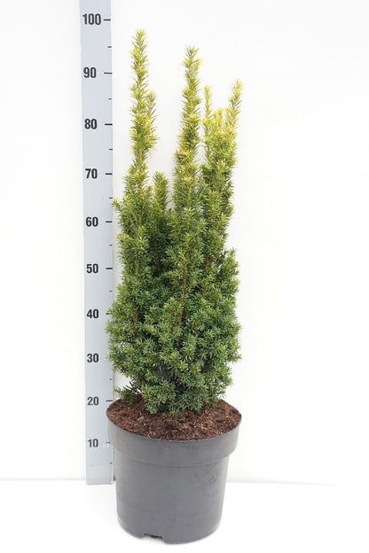 Taxus b. &