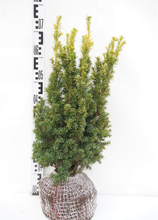 Taxus b. 'Judith'