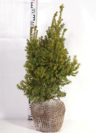 Taxus b. 'Judith'