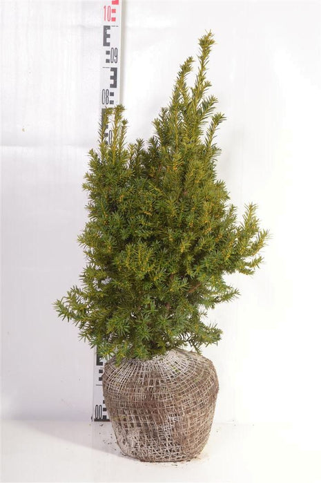 Taxus b. 'Judith'