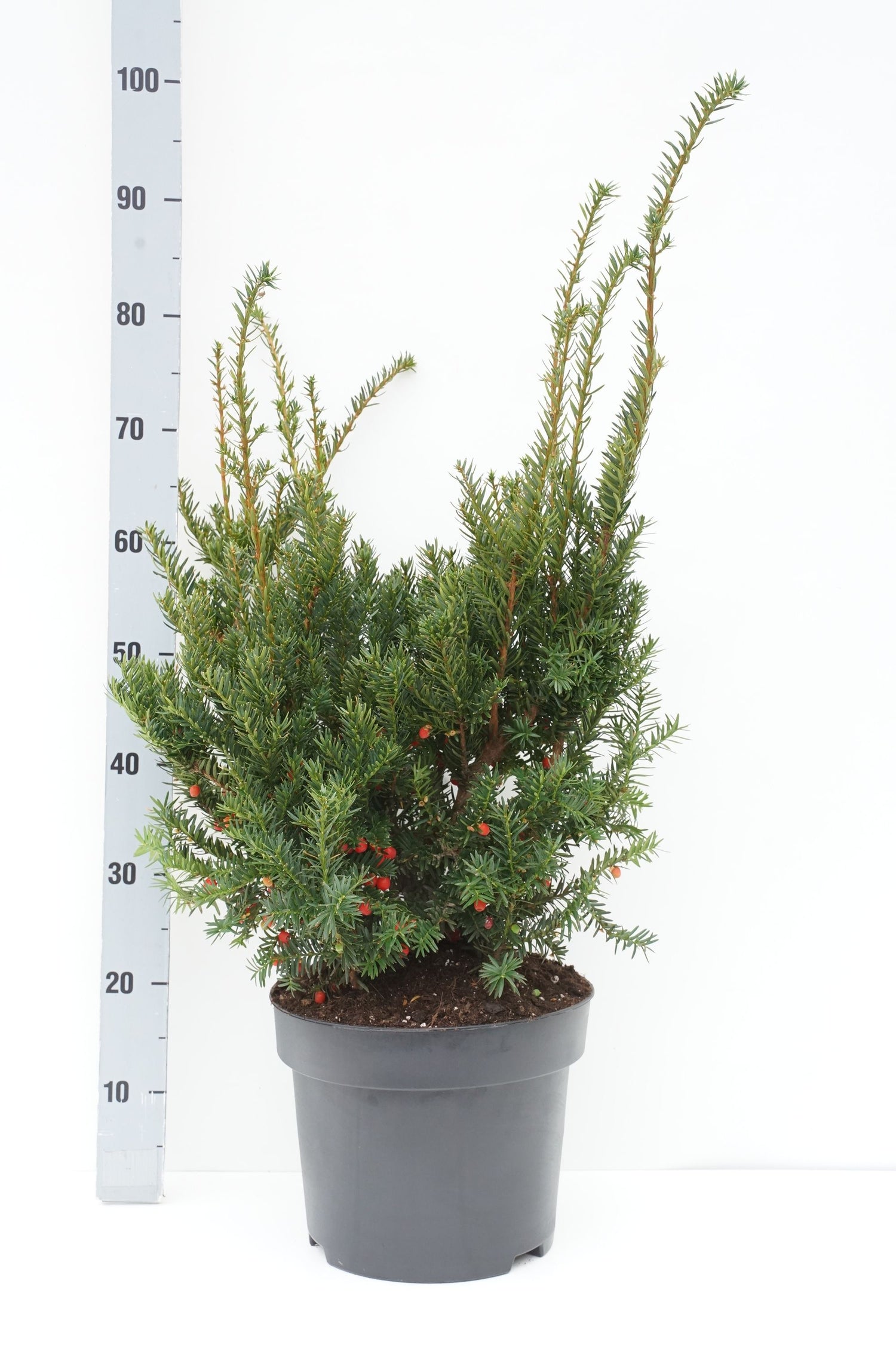 Taxus b. &