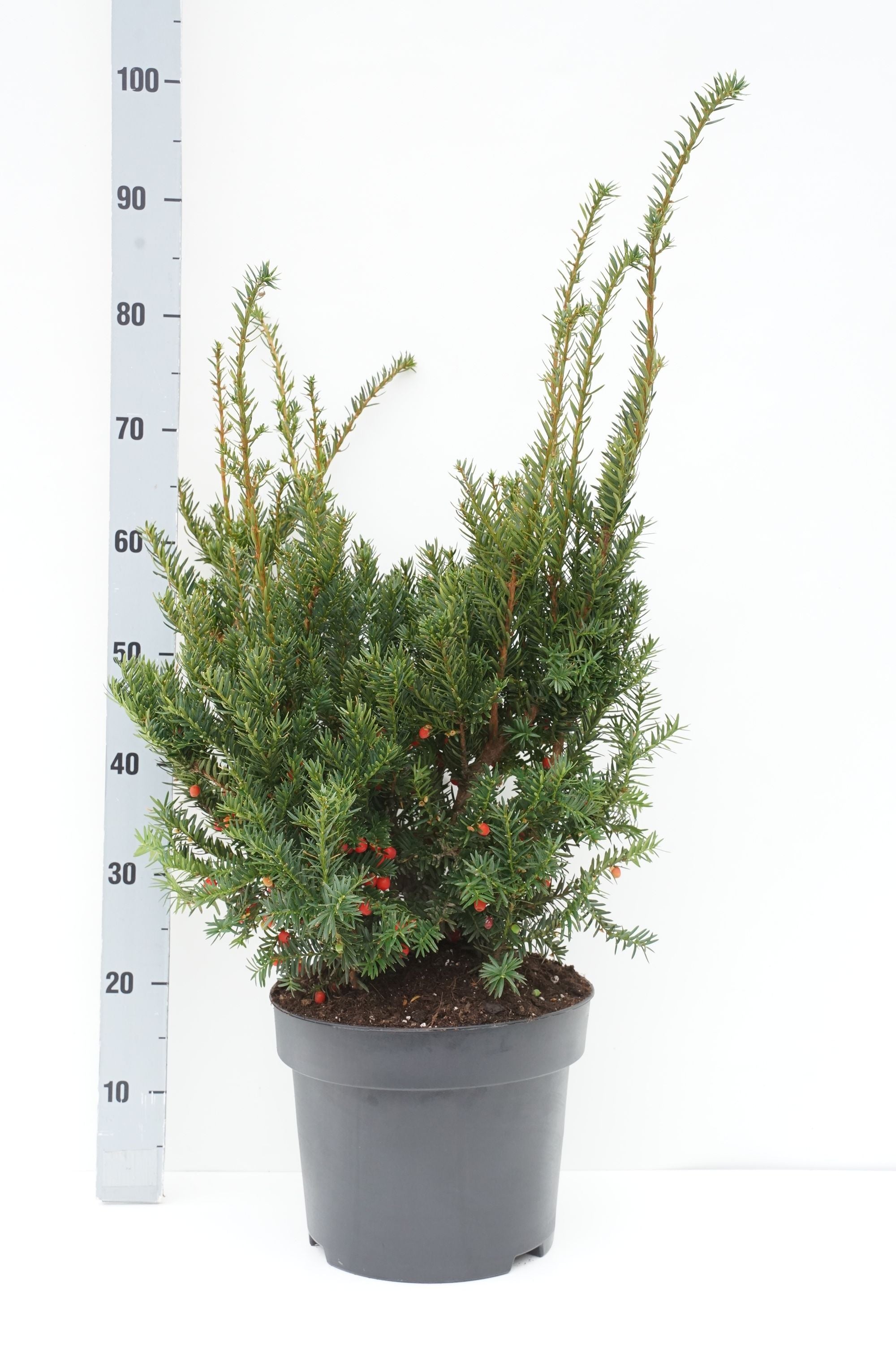 Taxus baccata &
