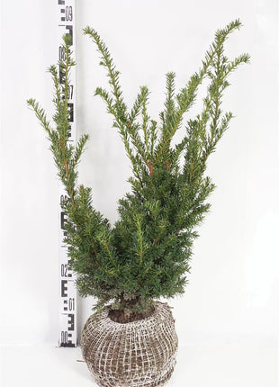 Taxus b. 'Nissen's Prasident'