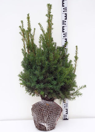 Taxus b. 'Nissen's Prasident'