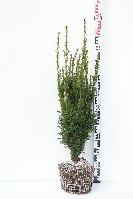 Taxus b. 'Overeynderi'