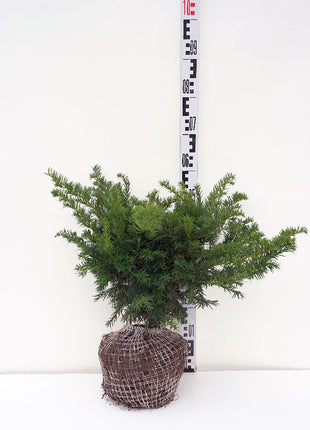 Taxus b. 'Repandens'