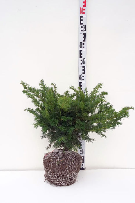 Taxus b. 'Repandens'