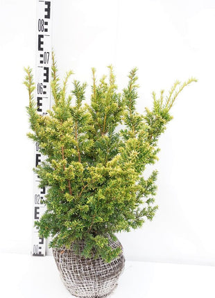 Taxus b. 'Semperaurea'