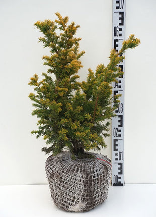 Taxus b. 'Semperaurea'