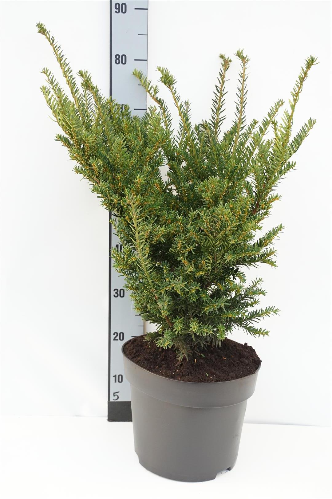 Idegran cuspidata nana - C10 40-50 CM