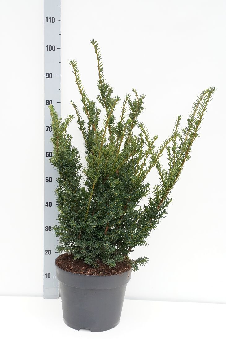 Idegran cuspidata nana - C10 50-60 CM