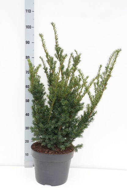Taxus cuspidata nana C10 (10 liters kruka) 50-60 cm