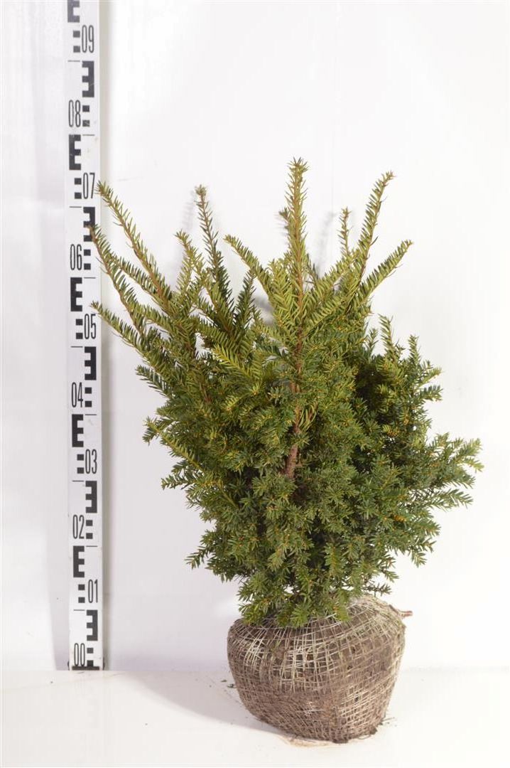 Idegran cuspidata nana - 50-60 CM RB