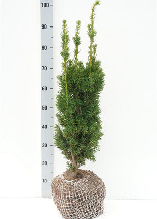 Taxus media 'Stricta Viridis'