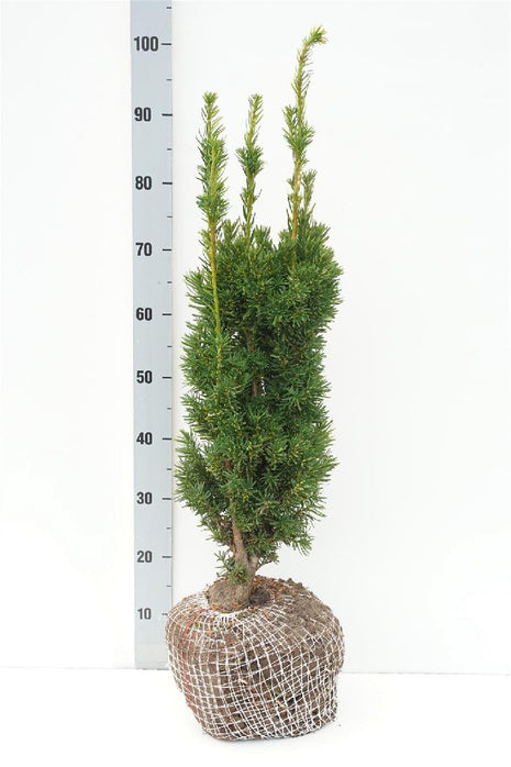 Taxus media 'Stricta Viridis'