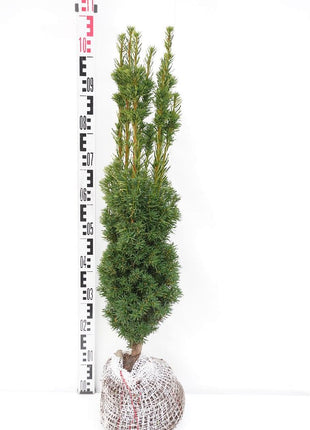 Taxus media 'Stricta Viridis'