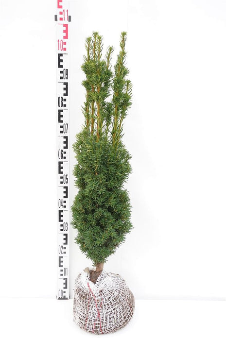 Taxus media 'Stricta Viridis'