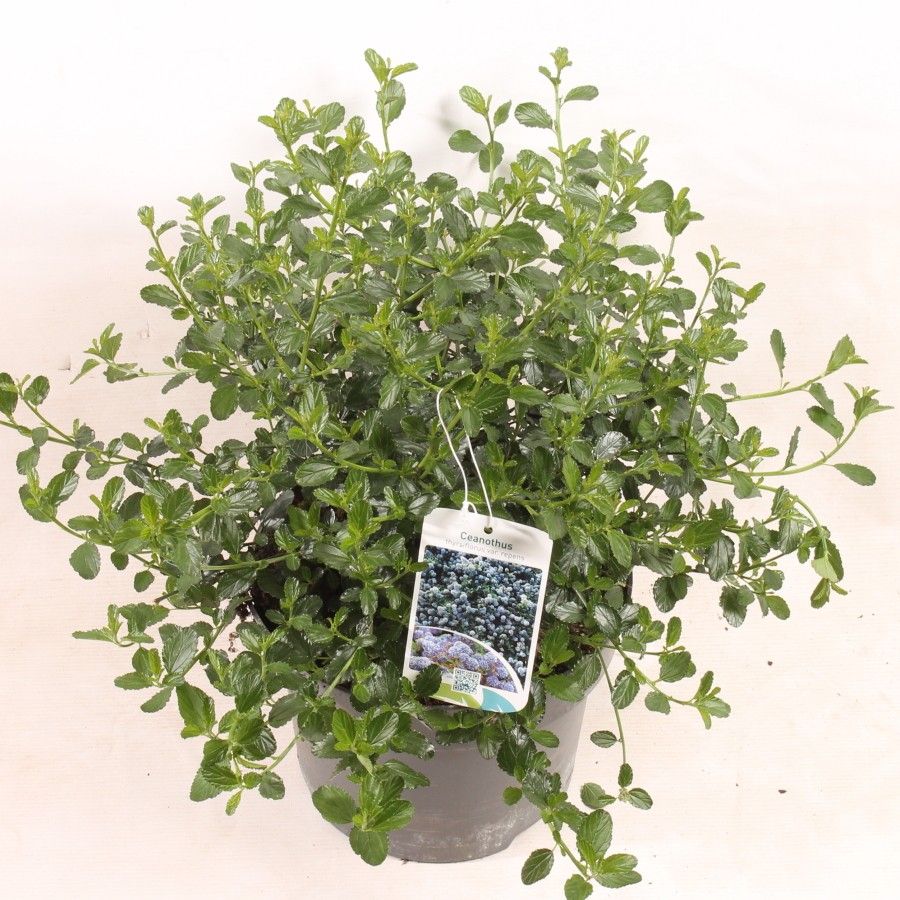Säckbuske thyrs. repens - C5/P23 30-40 CM