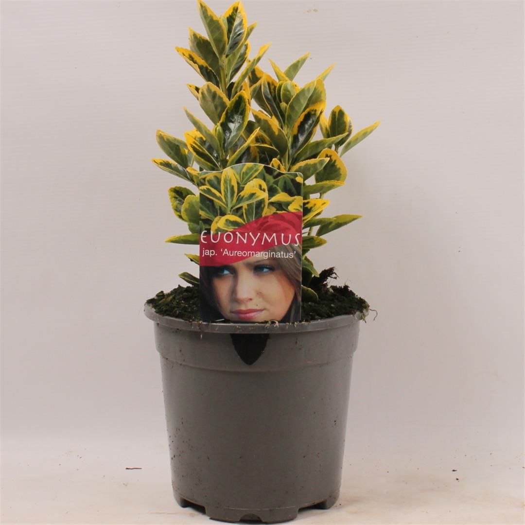Euonymus jap. &