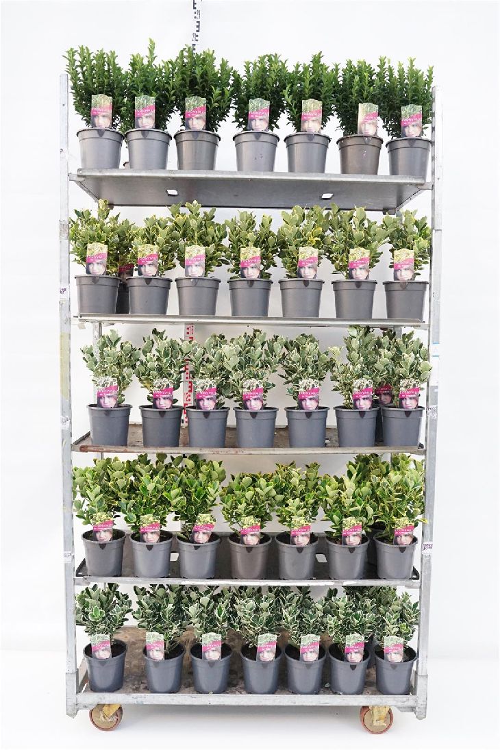 Benved jap. in cultivars - C2/P17 20-25 CM