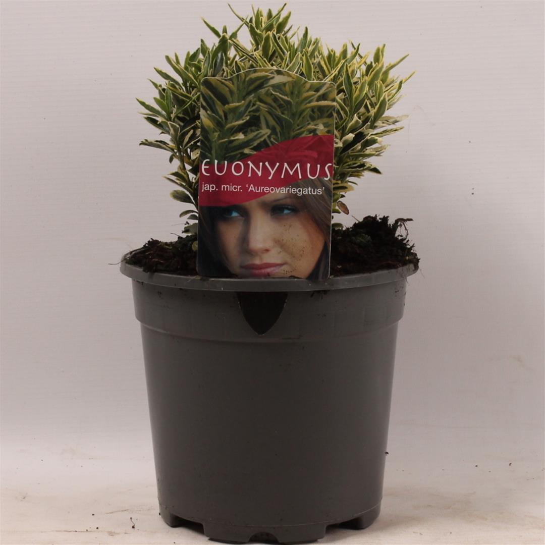 Euonymus jap. &