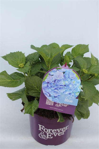 Hydrangea m. &