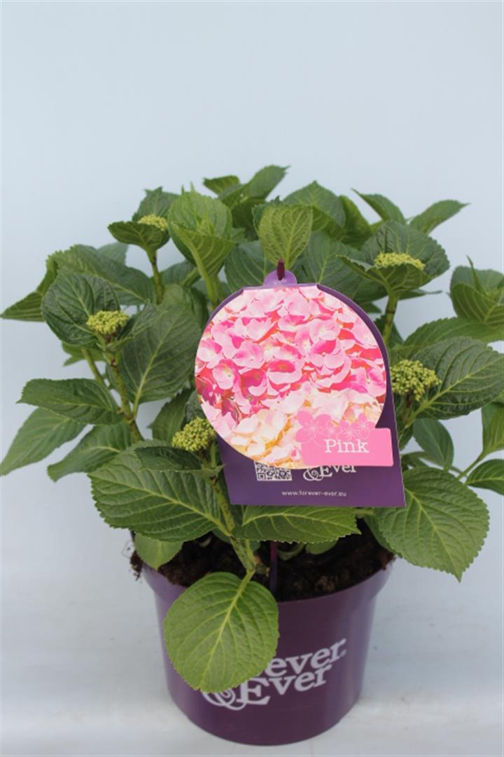 Hydrangea m. &