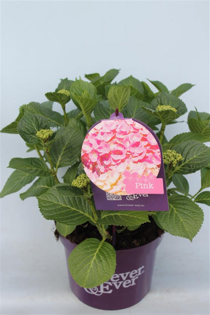 Hydrangea m. &