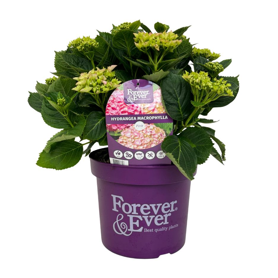 Hydrangea m. &