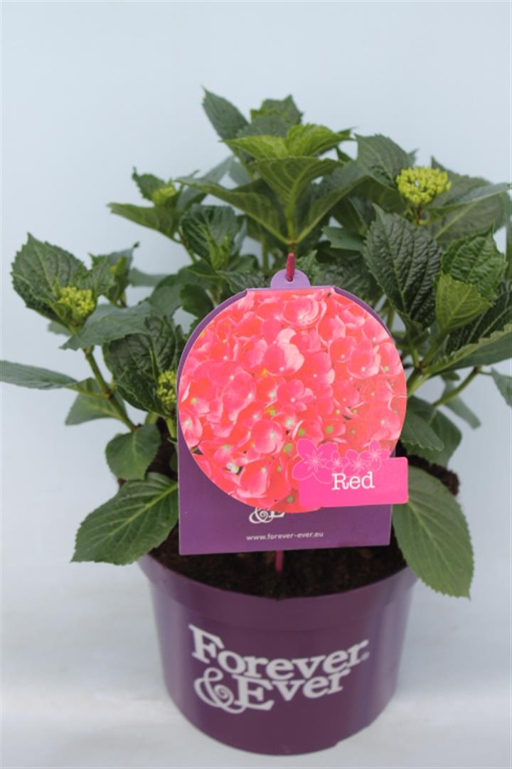 Hydrangea m. &