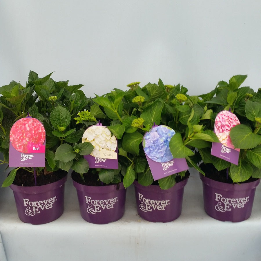 Hydrangea m. &