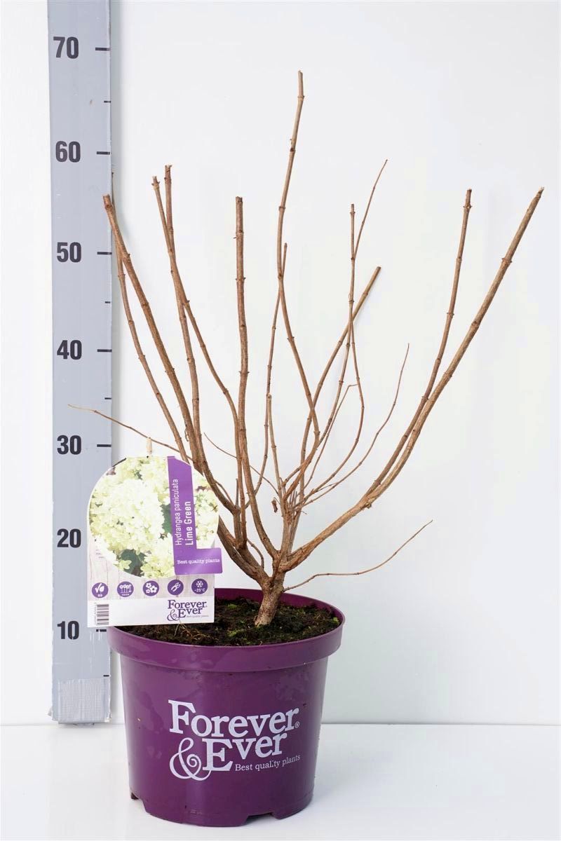 Hortensia pan. &