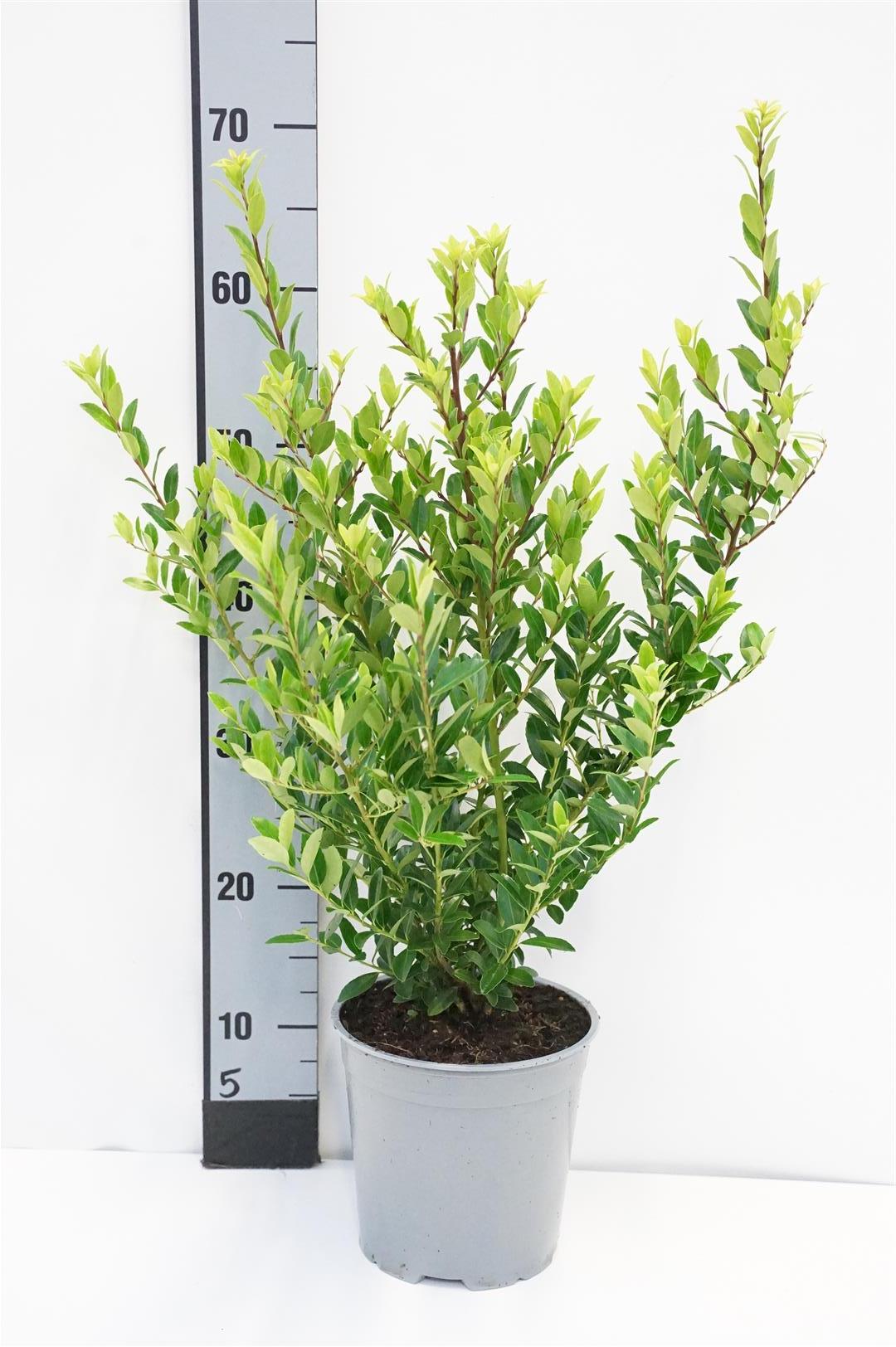 Järnek maximowicziana kanehirae - C2/P17 30-40 CM
