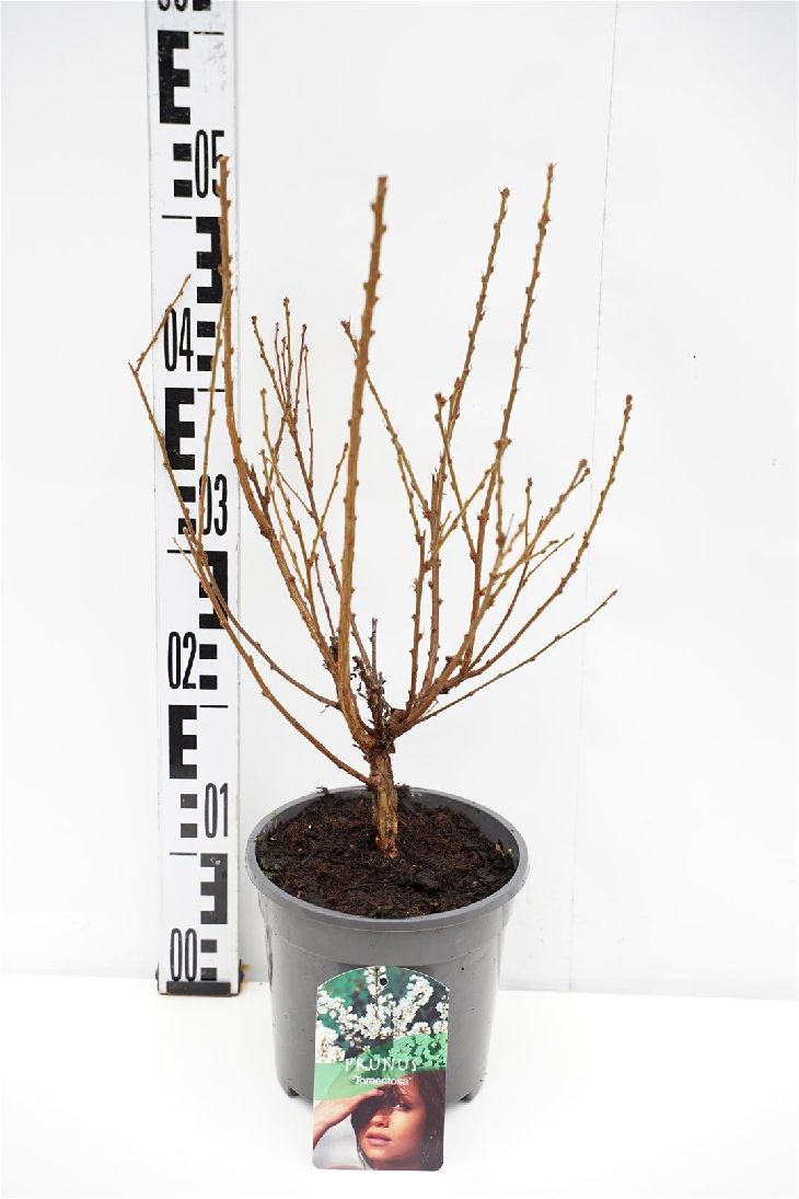 Körsbär tomentosa - C2/P17 30-40 CM