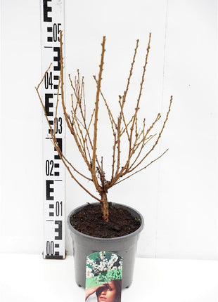 Prunus tomentosa