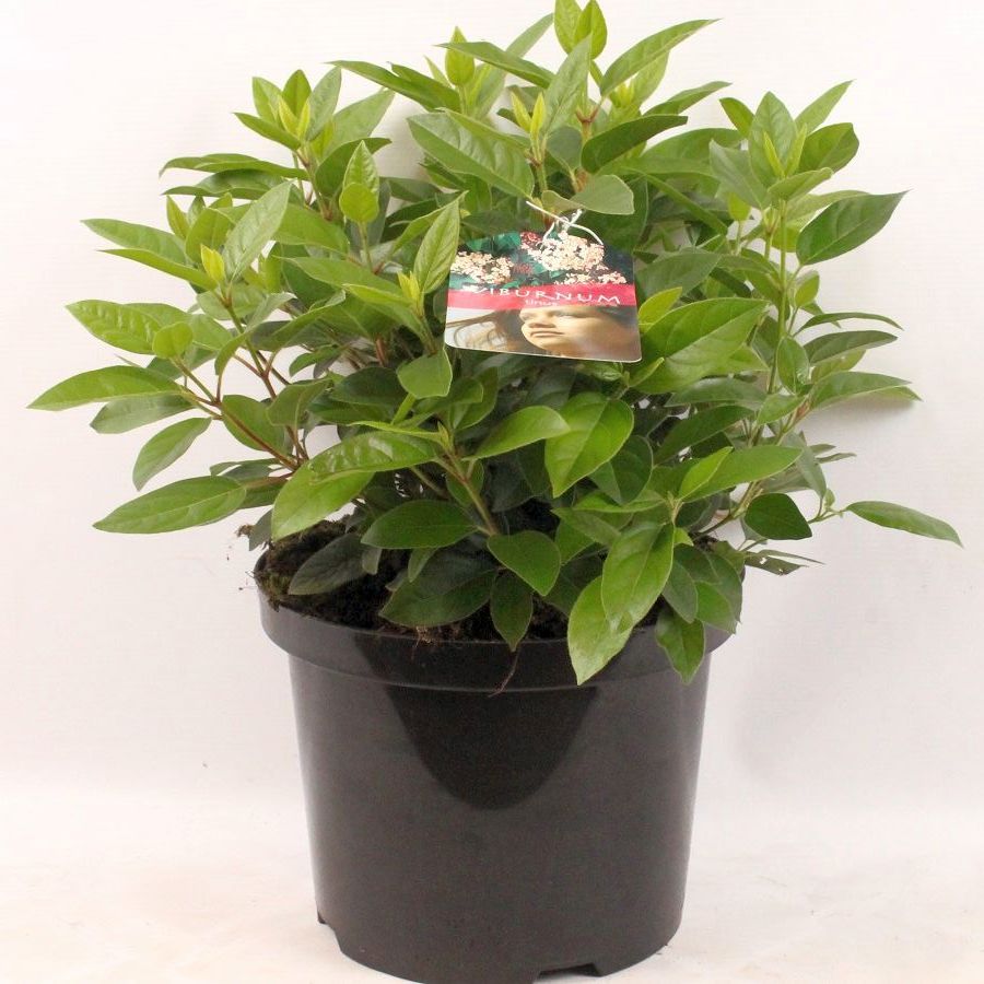 Viburnum tinus (Tinusolvon) C5 (5 liters kruka) 30-40 cm