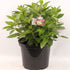 Viburnum tinus (Tinusolvon) C5 (5 liters kruka) 30-40 cm