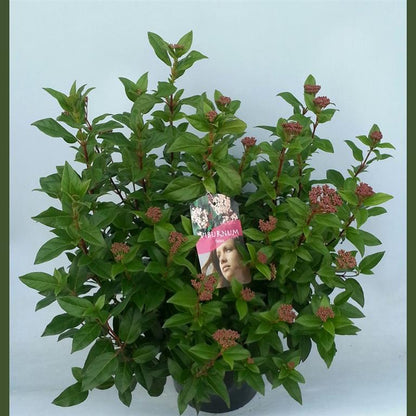 Viburnum tinus (Tinusolvon) C5 (5 liters kruka) 30-40 cm