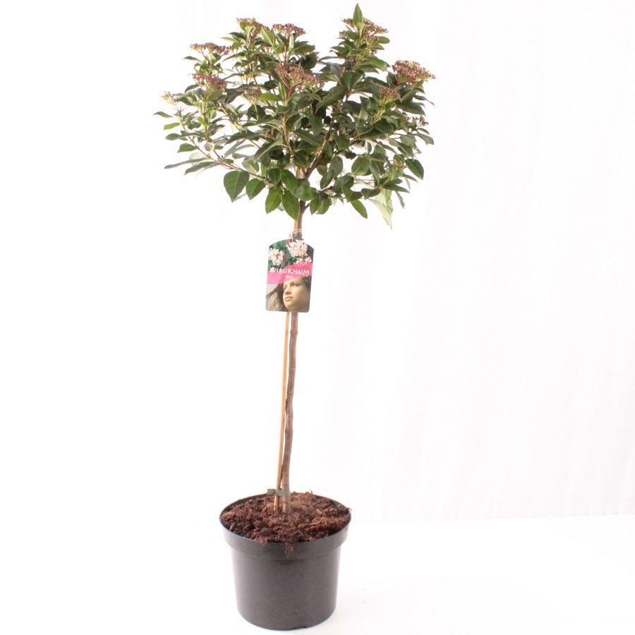 Viburnum tinus 60 cm stam, C5 (5 liters kruka)