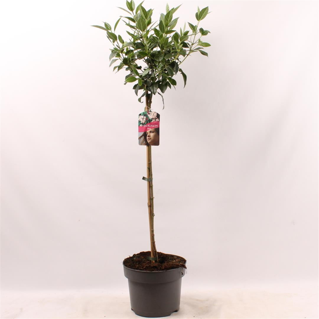 Viburnum tinus 60 cm stam, C5 (5 liters kruka)