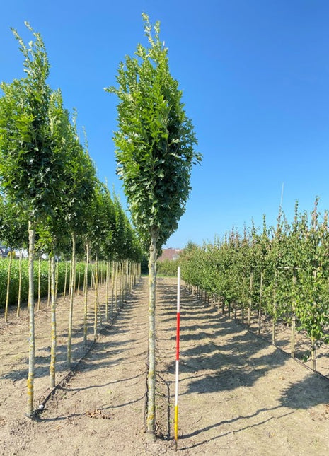 Quercus palustris 'Green Pillar' 16-18HO