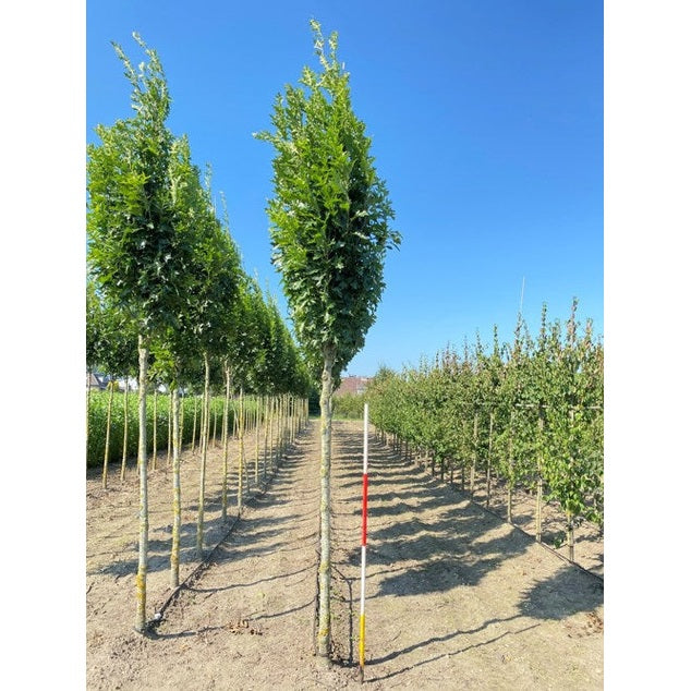 Kärrek - Quercus palustris 'Green Pillar'  - Stammens omkrets 18-20 cm, höjd 4 +/- meter,  HS,